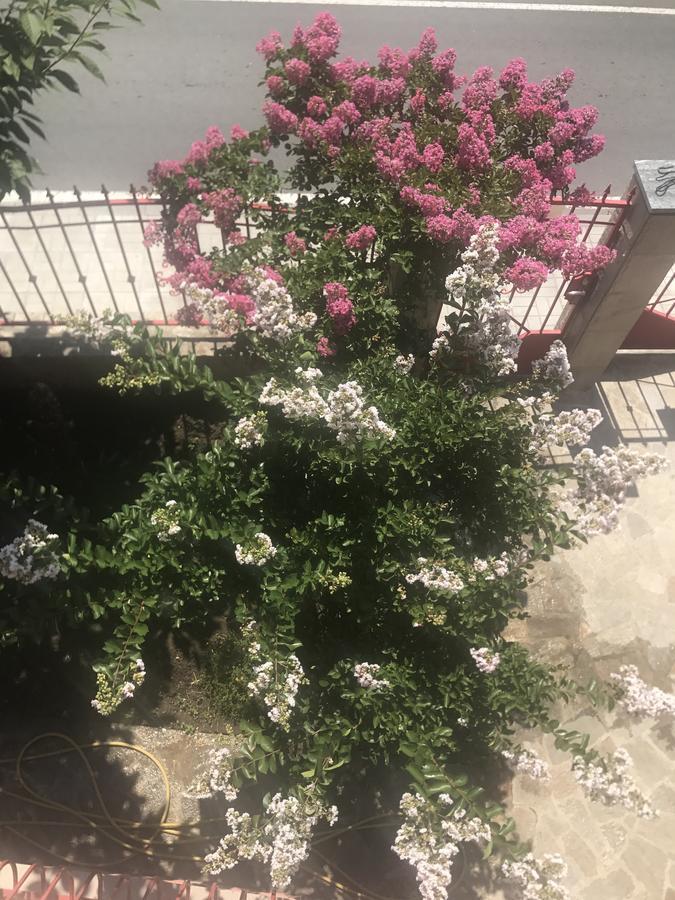 Jane Guest House Nesebar Bagian luar foto